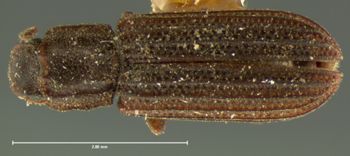 Media type: image;   Entomology 6811 Aspect: habitus dorsal view